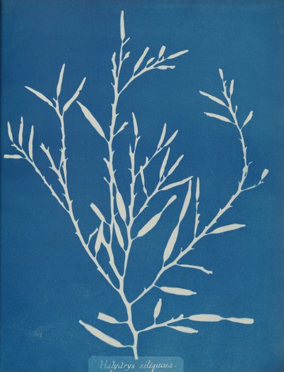 Halydrys siliquosa, ca. 1853 de Anna Atkins