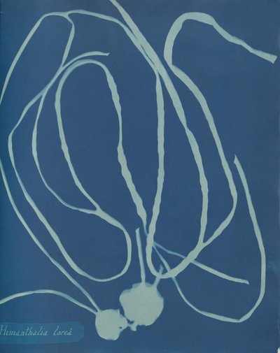 Himanthalia lorea de Anna Atkins