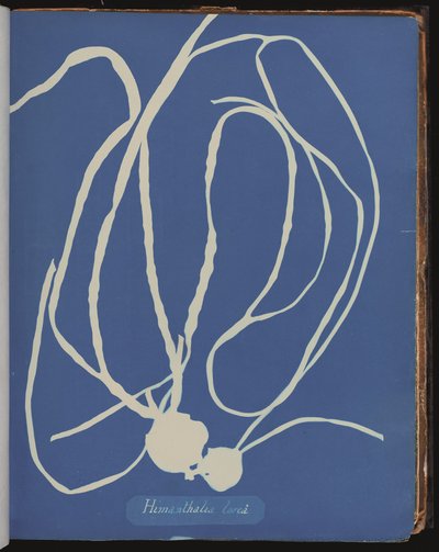 Himanthalia lorea de Photographs of British Algæ (cianotipia) de Anna Atkins