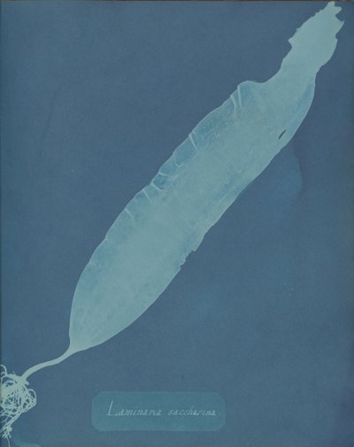 Laminaria saccharina, ca. 1853 de Anna Atkins