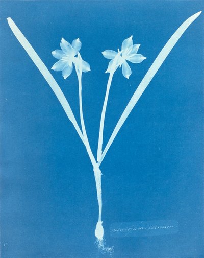 Leucojam Varium por Anna Atkins de Anna Atkins