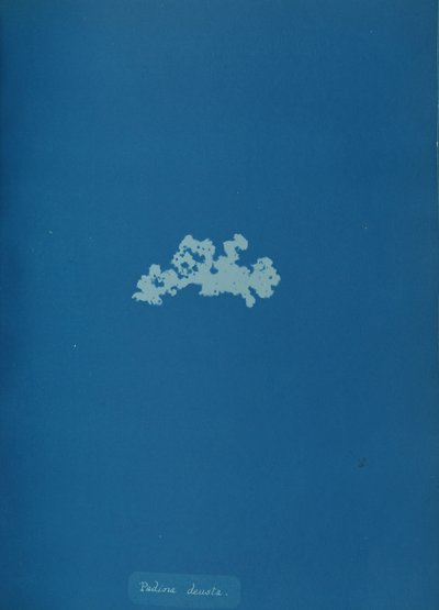 Padina deusta, ca. 1853 de Anna Atkins