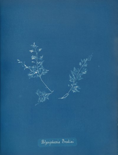 Polysiphonia Brodiæi, ca. 1853 de Anna Atkins