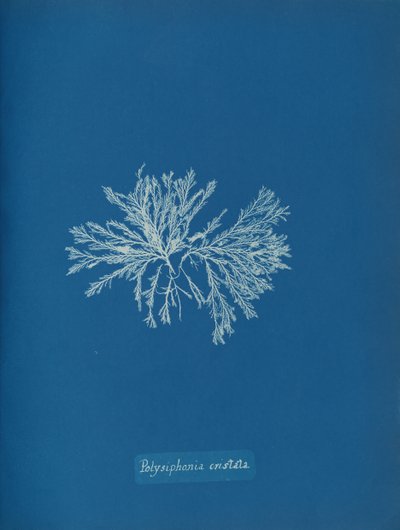 Polysiphonia cristata, ca. 1853 de Anna Atkins