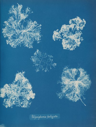 Polysiphonia fastigiata, ca. 1853 de Anna Atkins
