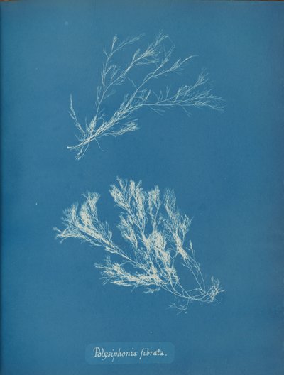 Polysiphonia fibrata, c. 1853 de Anna Atkins
