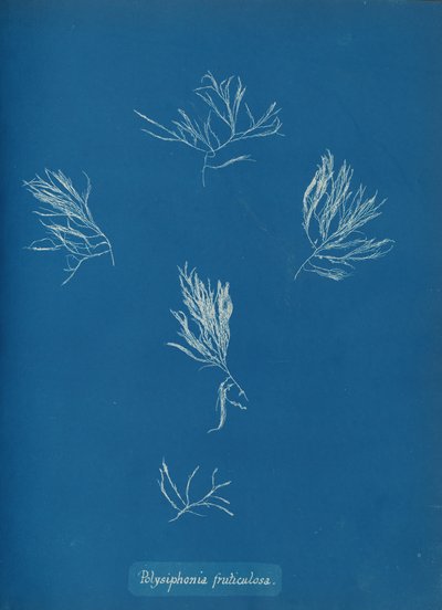 Polysiphonia fruticulosa, ca. 1853 de Anna Atkins