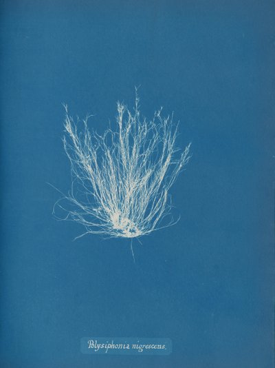 Polysiphonia nigrescens, ca. 1853 de Anna Atkins