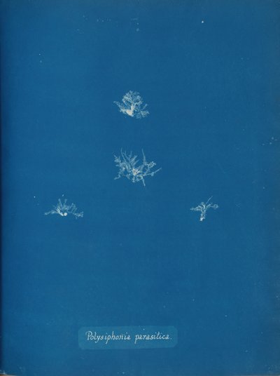 Polysiphonia parasitica, ca. 1853 de Anna Atkins