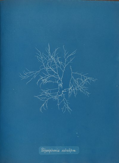 Polysiphonia subulifera, ca. 1853 de Anna Atkins