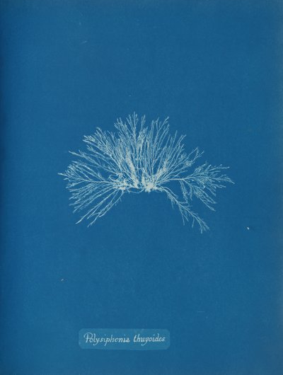 Polysiphonia thuyoides, ca. 1853 de Anna Atkins