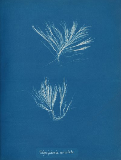 Polysiphonia urceolata, ca. 1853 de Anna Atkins