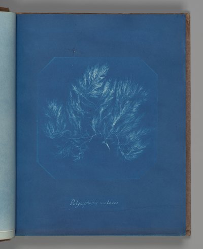 Polysiphonia violacea de Anna Atkins
