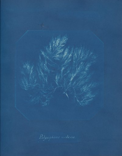 Polysiphonia violacea, ca. 1853 de Anna Atkins