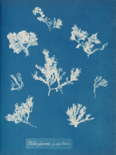 Ptilota plumosa de Anna Atkins