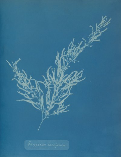 Sargassum bacciferum, ca. 1853 de Anna Atkins