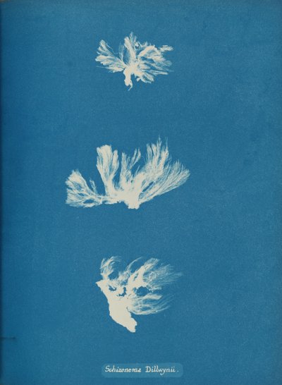 Schizonema Dillwynii, ca. 1853 de Anna Atkins