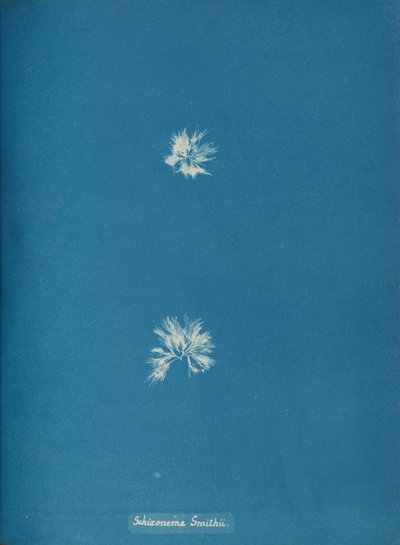 Schizonema Smithii, ca. 1853 de Anna Atkins