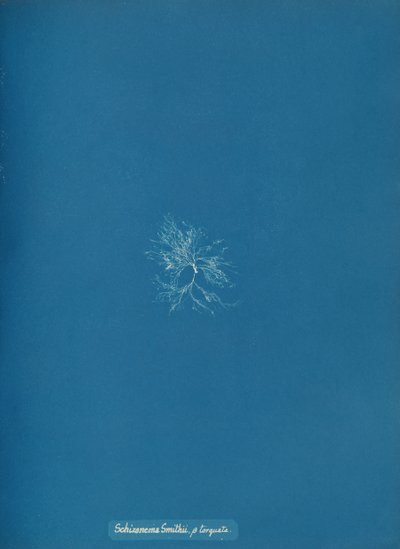Schizonema Smithii, ß torqata, ca. 1853 de Anna Atkins