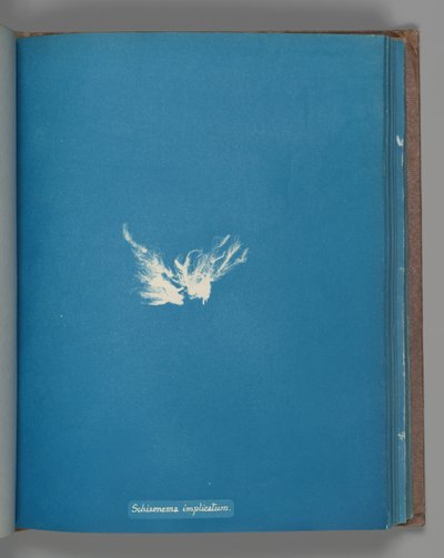 Schizonema implicatum, ca. 1853 de Anna Atkins