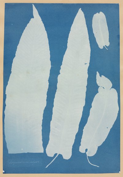 Scolopendrium Vulgare de Anna Atkins