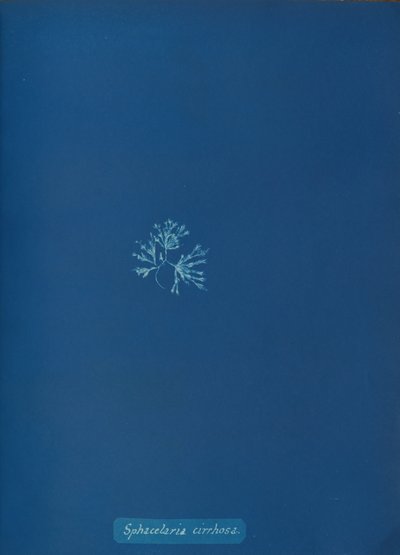 Sphacelaria cirrhosa, ca. 1853 de Anna Atkins
