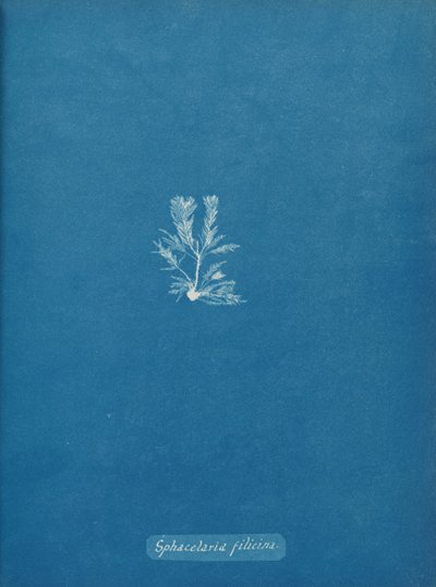 Sphacelaria filicina, ca. 1853 de Anna Atkins