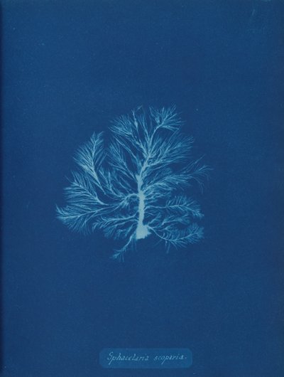 Sphacelaria scoparia, ca. 1853 de Anna Atkins