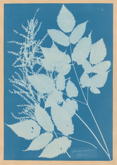 Spiraea aruncus (Tirol) de Anna Atkins
