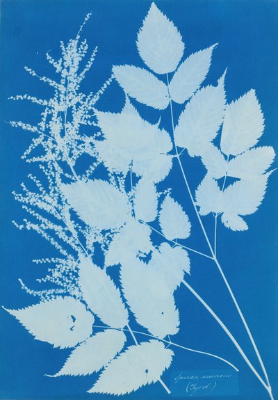 Spiraea aruncus Tirol, 1851-54 de Anna Atkins