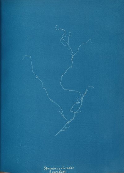 Sporochnius rhizodes ß paracloxa, ca. 1853 de Anna Atkins