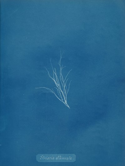 Striaria attenuata, ca. 1853 de Anna Atkins