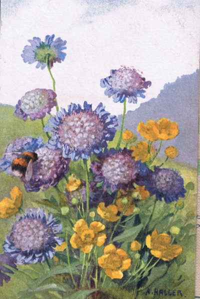 Ranúnculos; Acianos y Abeja de Anna Haller
