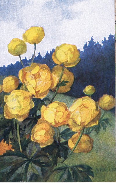 Flor Amarilla de Anna Haller