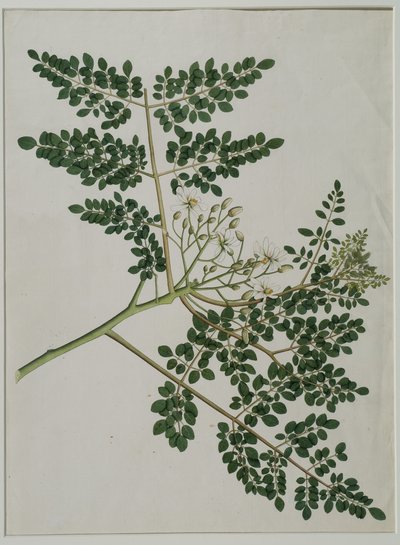 Moringa oleifera, también llamado árbol de rábano picante o árbol de tambor de Anna Maria Jones