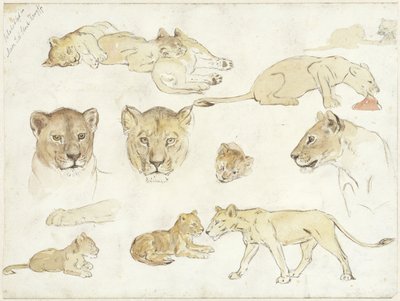 Estudios de los leones de Anna Maria Kruijff