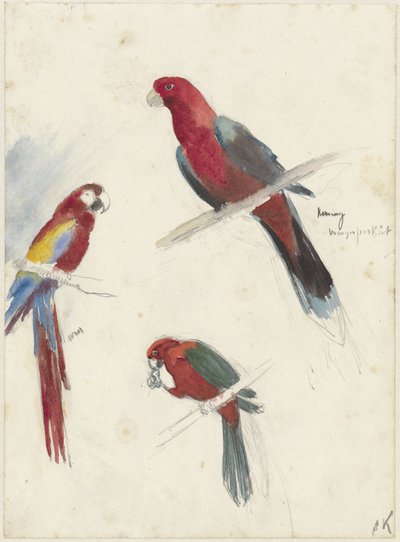 Estudios sobre loros de Anna Maria Kruijff