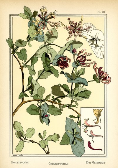 La Madreselva de Anna Martin