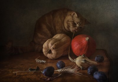 Cosecha del Gato Curioso de Anna Petina