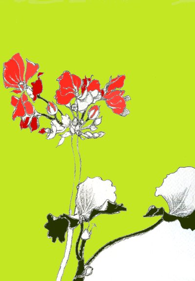 Geranio de Anna Platts
