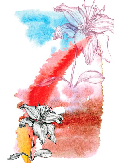 Lirio de Anna Platts