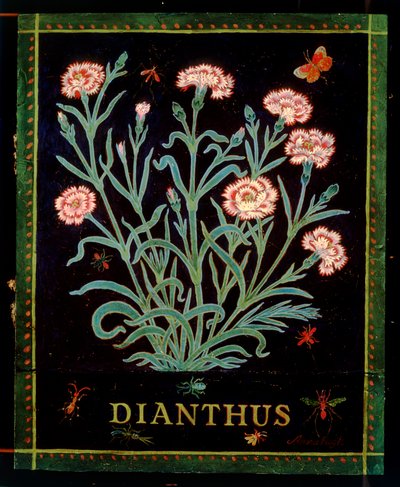 Dianthus de Anna Pugh