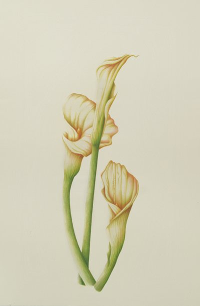 Lirio de arum, 2001 de Annabel Barrett