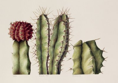 Cactus, 1999 de Annabel Barrett