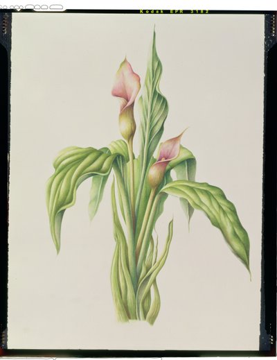 Lirio de Carla, 2000 de Annabel Barrett