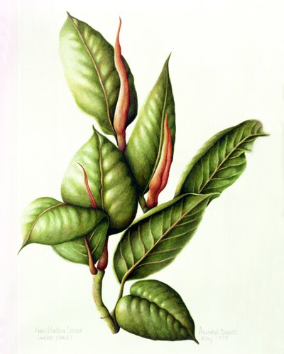 Planta de caucho, 1999 de Annabel Barrett