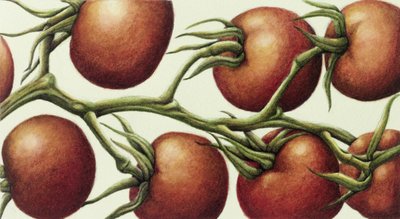 Vid de tomate, 1999 de Annabel Barrett