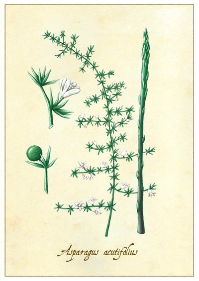 Asparagus acutifolius, 2015 (gouache) de Annalisa Morrocco