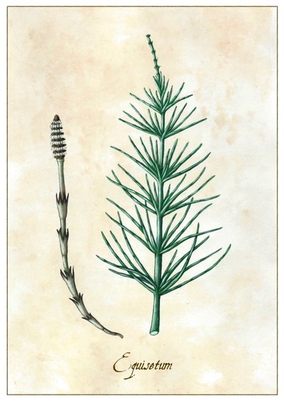 Equisetum, 2015 (gouache) de Annalisa Morrocco