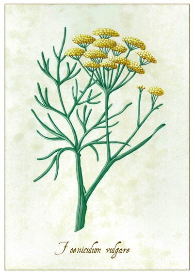 Foeniculum vulgare, 2015 (gouache) de Annalisa Morrocco